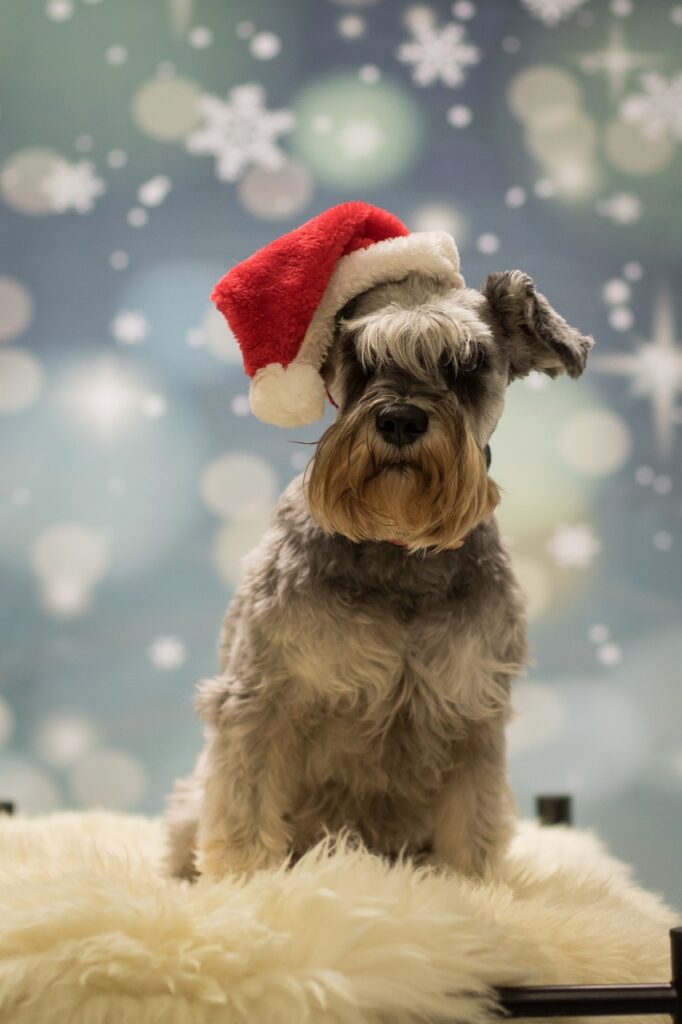 christmas, miniature schnauzer, dog